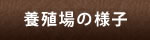 養殖場の様子